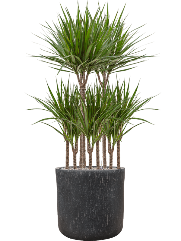 Dracaena marginata in Baq Raindrop Office Plant With Pot 131cm Height 40cm Dia