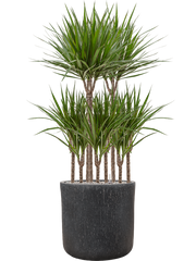 Dracaena marginata in Baq Raindrop Office Plant With Pot 131cm Height 40cm Dia