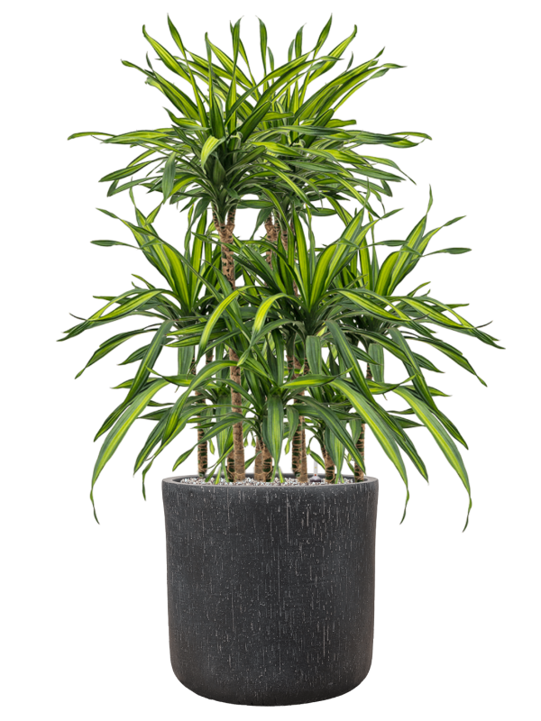 Dracaena fragrans 'Riki' in Baq Raindrop Office Plant With Pot 119cm Height 40cm Dia