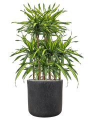 Dracaena fragrans 'Riki' in Baq Raindrop Office Plant With Pot 119cm Height 40cm Dia