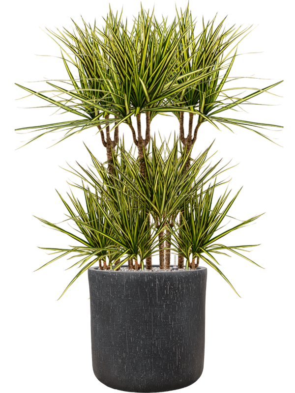 Dracaena marginata 'Sunray' in Baq Raindrop Office Plant With Pot 121cm Height 40cm Dia