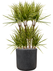 Dracaena marginata 'Sunray' in Baq Raindrop Office Plant With Pot 121cm Height 40cm Dia