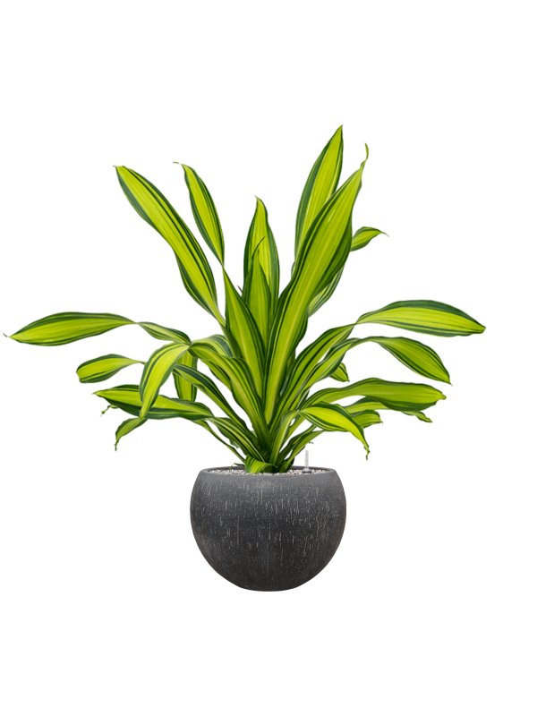 Dracaena fragrans 'Charley' in Baq Raindrop Office Plant With Pot 111cm Height 31cm Dia
