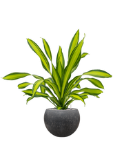 Dracaena fragrans 'Charley' in Baq Raindrop Office Plant With Pot 111cm Height 31cm Dia