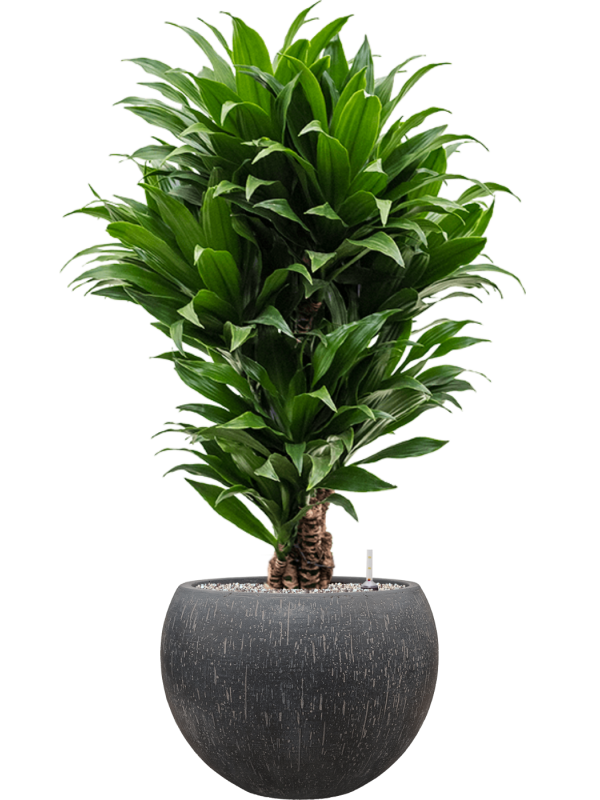 Dracaena fragrans 'Compacta' in Baq Raindrop Office Plant With Pot 107cm Height 31cm Dia