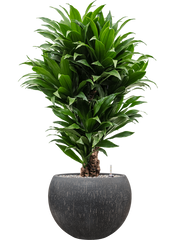 Dracaena fragrans 'Compacta' in Baq Raindrop Office Plant With Pot 107cm Height 31cm Dia