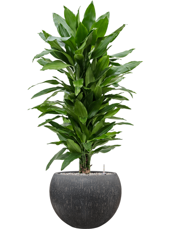 Dracaena fragrans 'Janet Lind' in Baq Raindrop Office Plant With Pot 118cm Height 31cm Dia