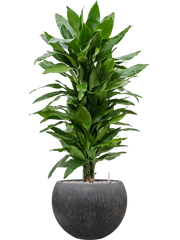 Dracaena fragrans 'Janet Lind' in Baq Raindrop Office Plant With Pot 118cm Height 31cm Dia