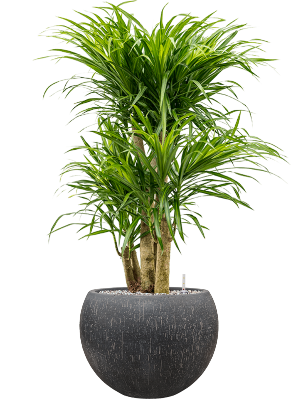 Pleomele (Dracaena) 'Anita Variegata' in Baq Raindrop Office Plant With Pot 106cm Height 31cm Dia