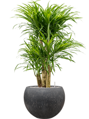 Pleomele (Dracaena) 'Anita Variegata' in Baq Raindrop Office Plant With Pot 106cm Height 31cm Dia