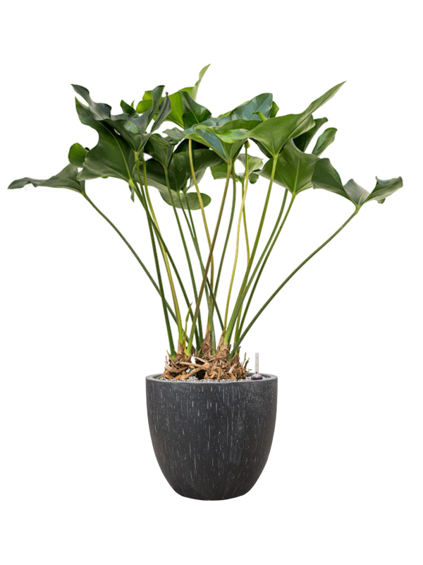 Anthurium 'Arrow' in Baq Raindrop Office Plant With Pot 116cm Height 35cm Dia