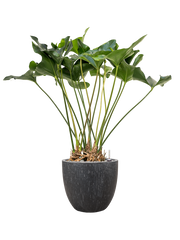 Anthurium 'Arrow' in Baq Raindrop Office Plant With Pot 116cm Height 35cm Dia
