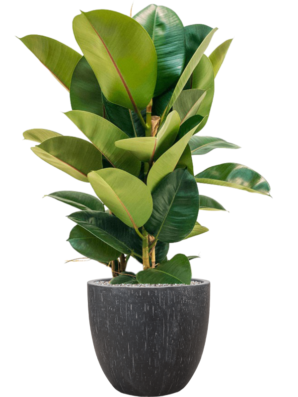 Ficus elastica 'Robusta' in Baq Raindrop Office Plant With Pot 109cm Height 35cm Dia