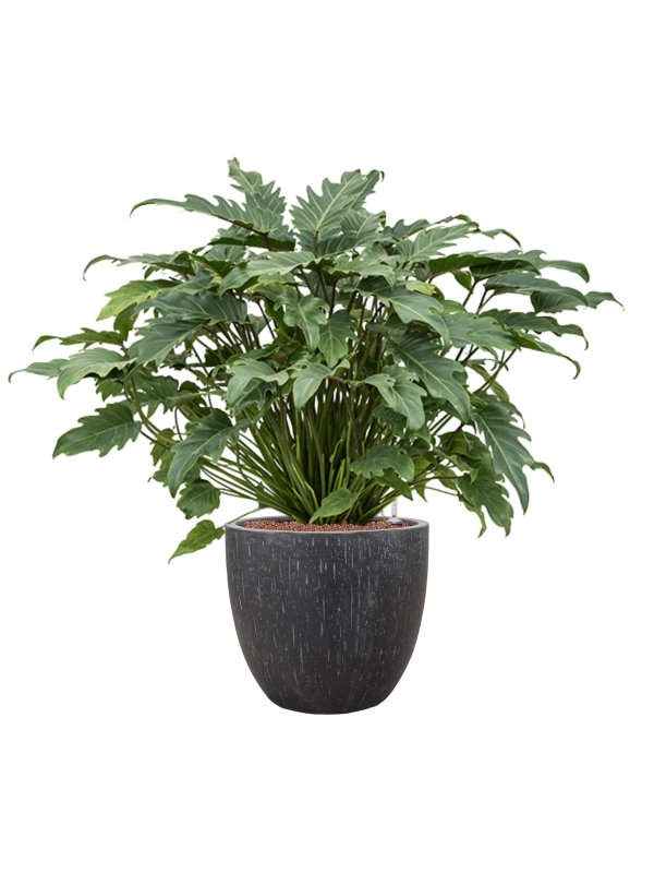 Philodendron 'Xanadu' in Baq Raindrop Office Plant With Pot 92cm Height 35cm Dia
