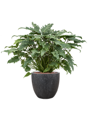 Philodendron 'Xanadu' in Baq Raindrop Office Plant With Pot 92cm Height 35cm Dia