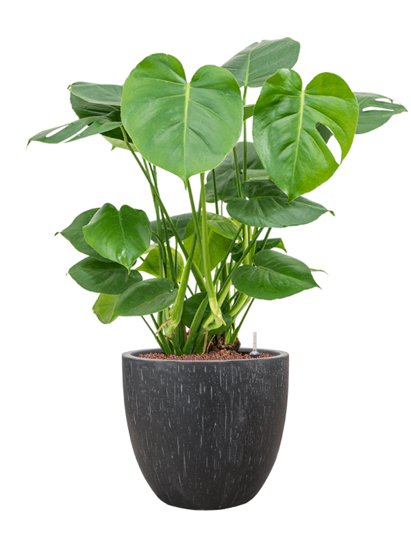 Monstera deliciosa in Baq Raindrop Office Plant With Pot 96cm Height 35cm Dia