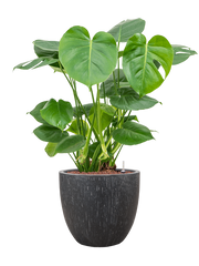 Monstera deliciosa in Baq Raindrop Office Plant With Pot 96cm Height 35cm Dia