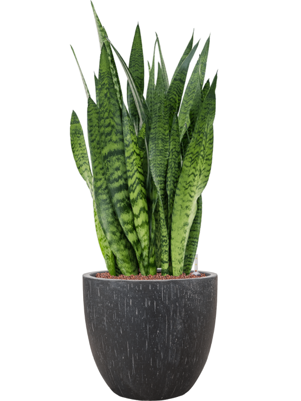 Sansevieria zeylanica in Baq Raindrop Office Plant With Pot 100cm Height 35cm Dia