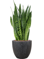 Sansevieria zeylanica in Baq Raindrop Office Plant With Pot 100cm Height 35cm Dia