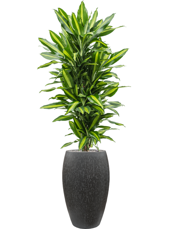 Dracaena fragrans 'Cintho' in Baq Raindrop Office Plant With Pot 177cm Height 33cm Dia