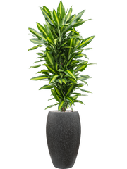 Dracaena fragrans 'Cintho' in Baq Raindrop Office Plant With Pot 177cm Height 33cm Dia