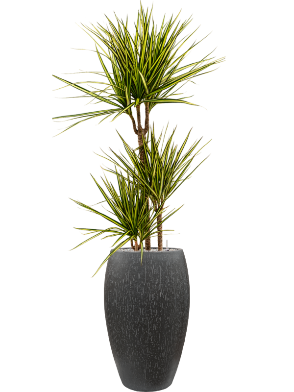 Dracaena marginata 'Sunray' in Baq Raindrop Office Plant With Pot 162cm Height 33cm Dia