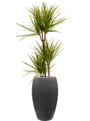 Dracaena marginata 'Sunray' in Baq Raindrop Office Plant With Pot 162cm Height 33cm Dia