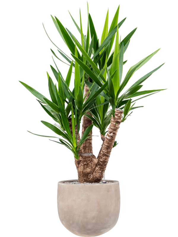 Yucca elephantipes in Terra Cotta Omar Office Plant With Pot 142cm Height 30cm Dia