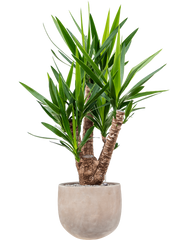 Yucca elephantipes in Terra Cotta Omar Office Plant With Pot 142cm Height 30cm Dia