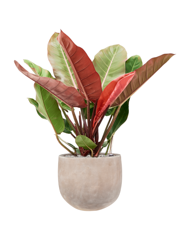 Philodendron 'Prince of Orange' in Terra Cotta Omar Office Plant With Pot 106cm Height 30cm Dia