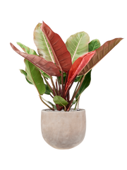 Philodendron 'Prince of Orange' in Terra Cotta Omar Office Plant With Pot 106cm Height 30cm Dia
