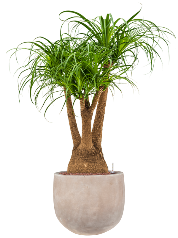 Beaucarnea recurvata in Terra Cotta Omar Office Plant With Pot 121cm Height 30cm Dia