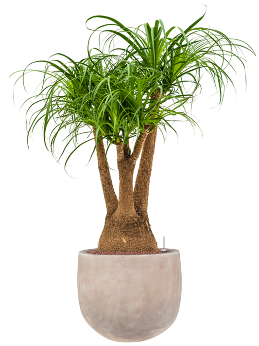 Beaucarnea recurvata in Terra Cotta Omar Office Plant With Pot 121cm Height 30cm Dia