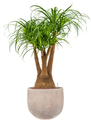Beaucarnea recurvata in Terra Cotta Omar Office Plant With Pot 121cm Height 30cm Dia