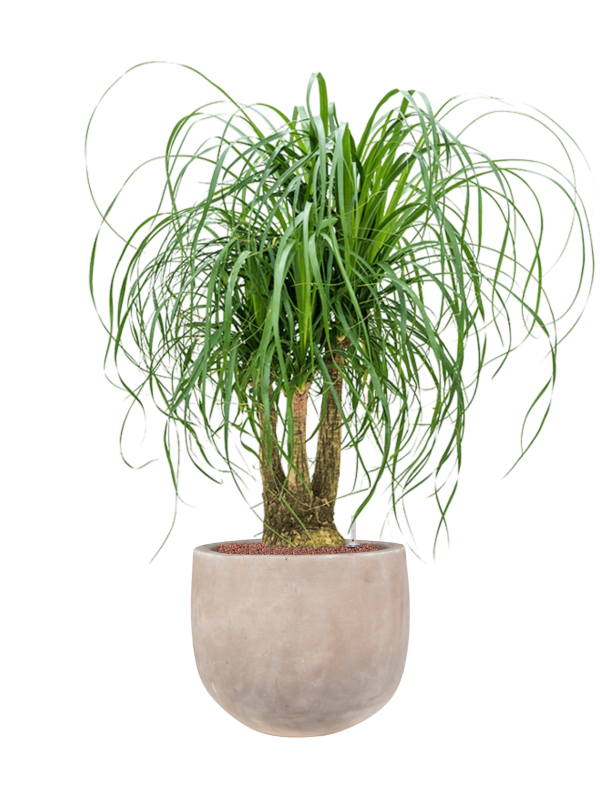 Beaucarnea recurvata in Terra Cotta Omar Office Plant With Pot 115cm Height 30cm Dia