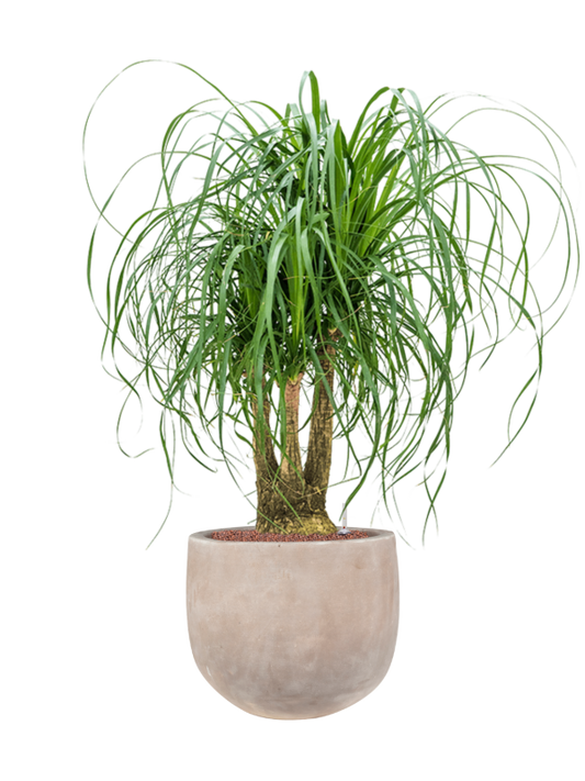 Beaucarnea recurvata in Terra Cotta Omar Office Plant With Pot 115cm Height 30cm Dia