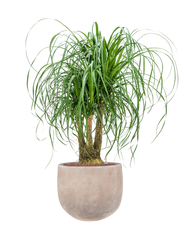 Beaucarnea recurvata in Terra Cotta Omar Office Plant With Pot 115cm Height 30cm Dia