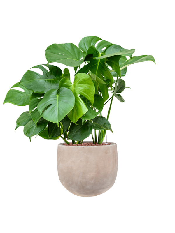 Monstera deliciosa in Terra Cotta Omar Office Plant With Pot 102cm Height 30cm Dia