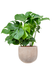 Monstera deliciosa in Terra Cotta Omar Office Plant With Pot 102cm Height 30cm Dia