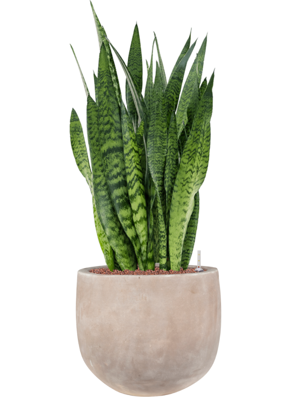 Sansevieria zeylanica in Terra Cotta Omar Office Plant With Pot 101cm Height 30cm Dia