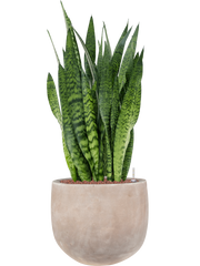 Sansevieria zeylanica in Terra Cotta Omar Office Plant With Pot 101cm Height 30cm Dia