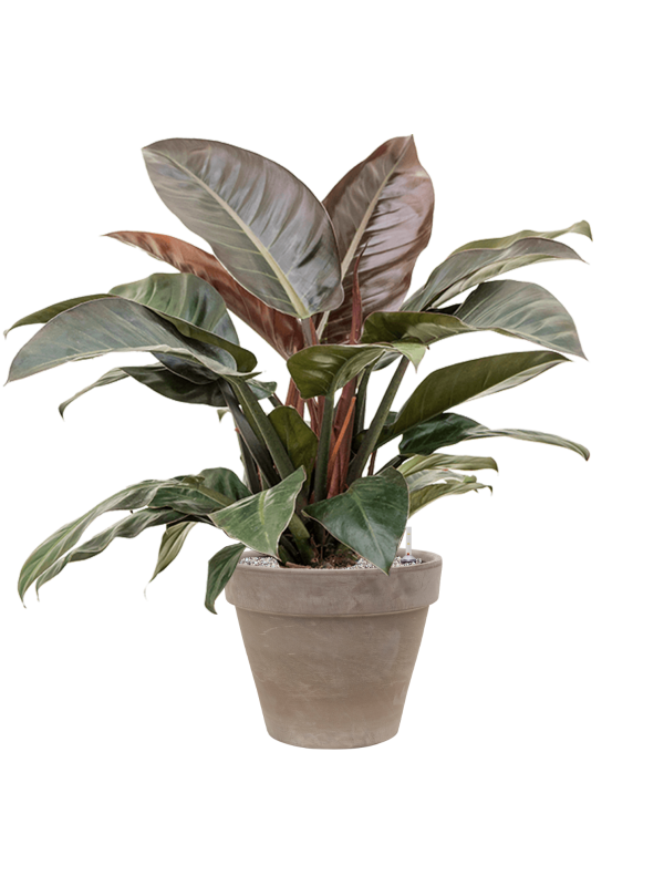 Philodendron `Imperial Red' in Terra Cotta Office Plant With Pot 105cm Height 37cm Dia