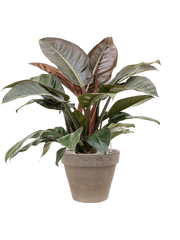 Philodendron `Imperial Red' in Terra Cotta Office Plant With Pot 105cm Height 37cm Dia