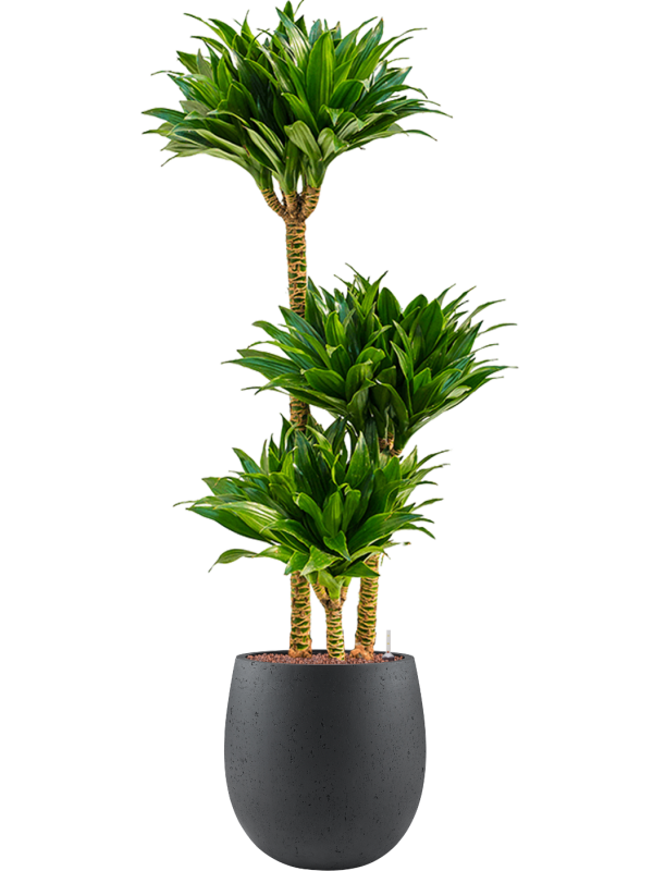 Dracaena fragrans 'Compacta' in Grigio Office Plant With Pot 119cm Height 23cm Dia