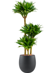 Dracaena fragrans 'Compacta' in Grigio Office Plant With Pot 119cm Height 23cm Dia