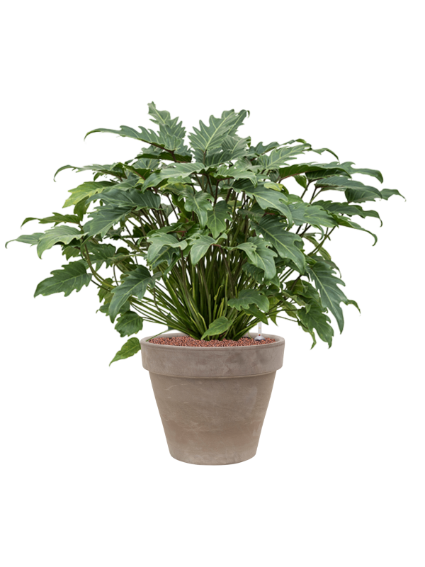 Philodendron 'Xanadu' in Terra Cotta Office Plant With Pot 92cm Height 37cm Dia