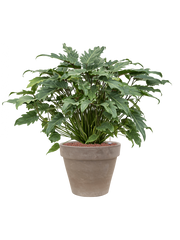 Philodendron 'Xanadu' in Terra Cotta Office Plant With Pot 92cm Height 37cm Dia