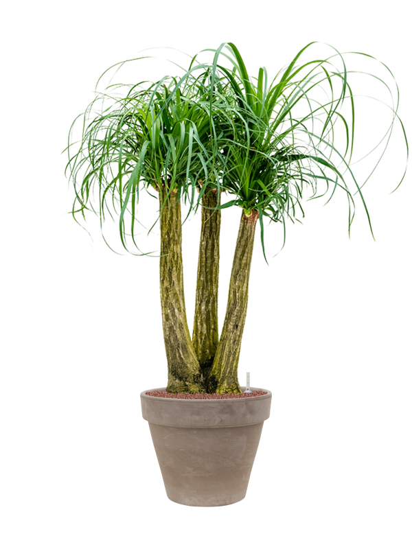 Beaucarnea recurvata in Terra Cotta Office Plant With Pot 132cm Height 37cm Dia