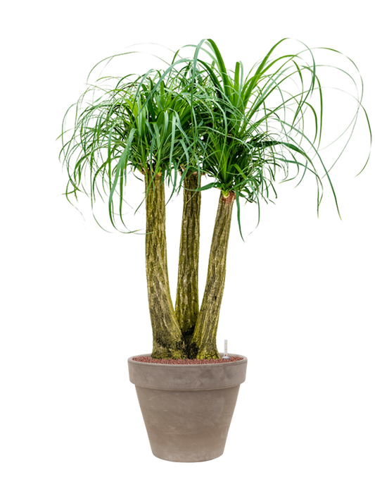 Beaucarnea recurvata in Terra Cotta Office Plant With Pot 132cm Height 37cm Dia