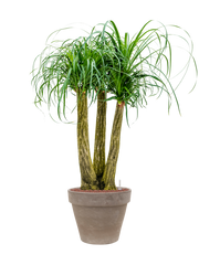 Beaucarnea recurvata in Terra Cotta Office Plant With Pot 132cm Height 37cm Dia